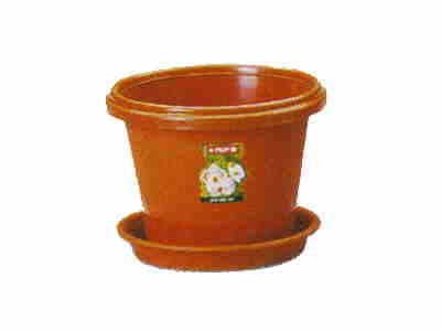 ORCHID POT LION STAR RPI FP 6