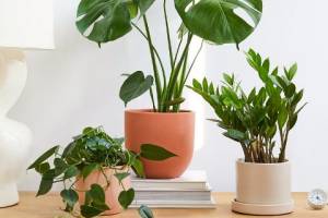 Kenali 7 Jenis Pot, Tanaman yang Pas dan Plus Minusnya!
